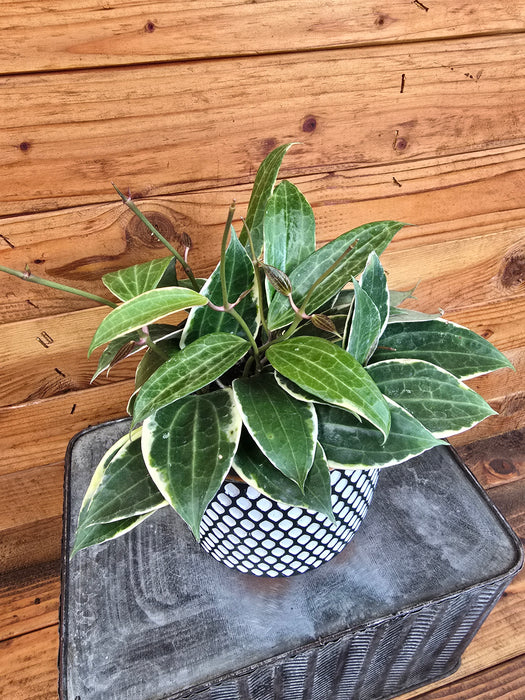 Hoya Macrophylla Albomarginata, 6" Plant