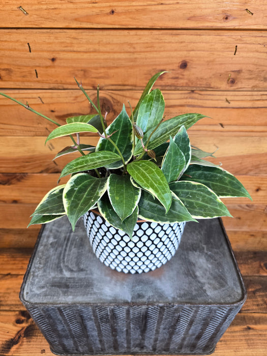 Hoya Macrophylla Albomarginata, 6" Plant