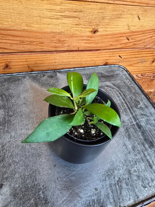 Hoya Noona, 2" Plant