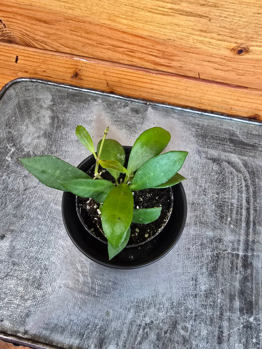 Hoya Noona, 2" Plant