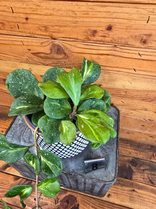 Hoya Obovata Variegated - Pick Your Plant, 6" Plant