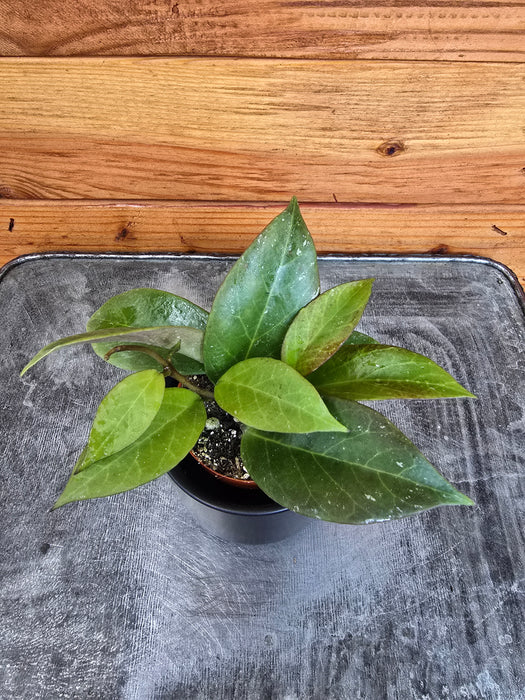 Hoya Sunrise, 2" Plant