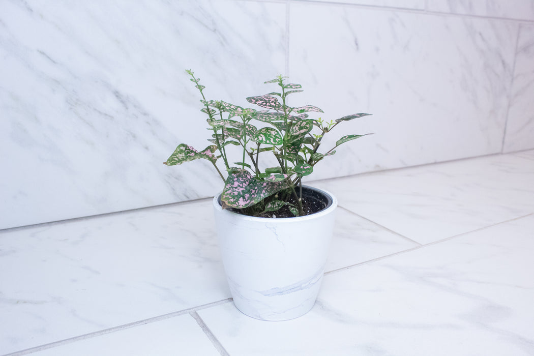 Hypoestes Polka Dot Plant Pink Splash, 4" Plant