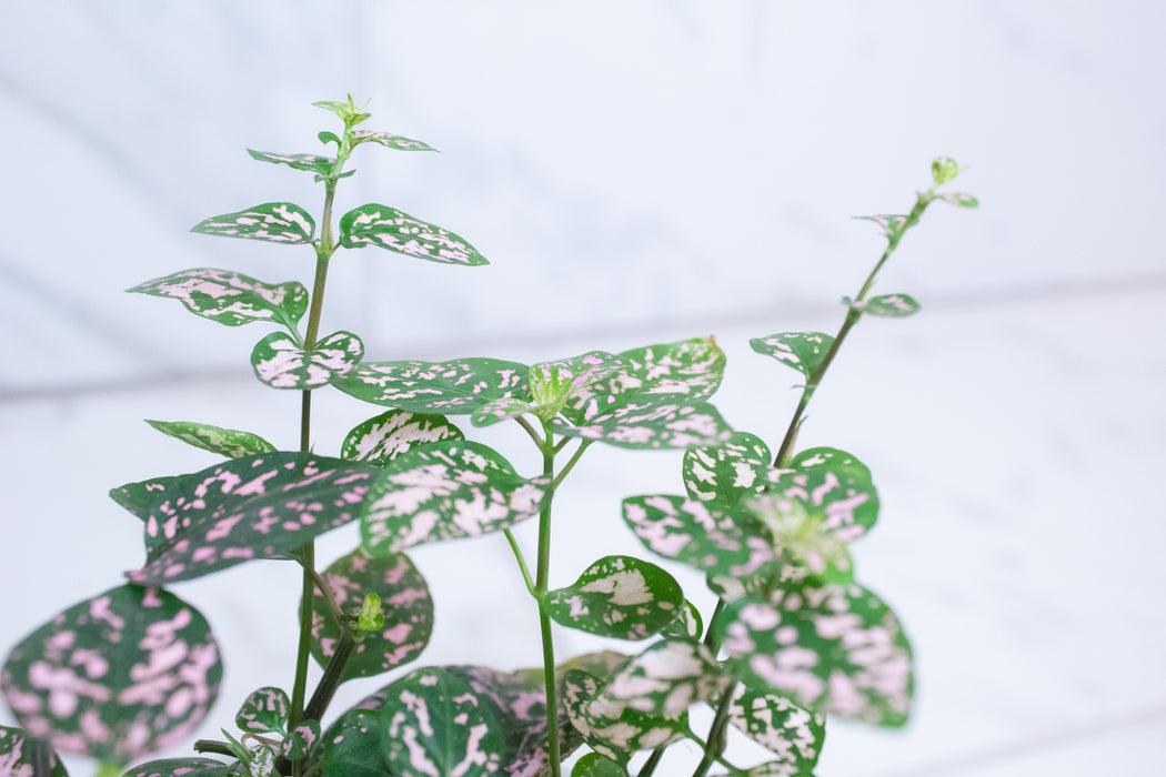 Hypoestes Polka Dot Plant Pink Splash, 4" Plant