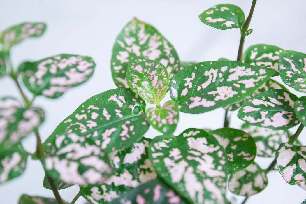 Hypoestes Polka Dot Plant Pink Splash, 4" Plant
