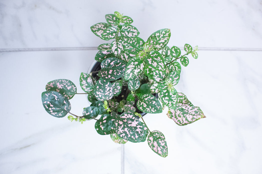 Hypoestes Polka Dot Plant Pink Splash, 4" Plant