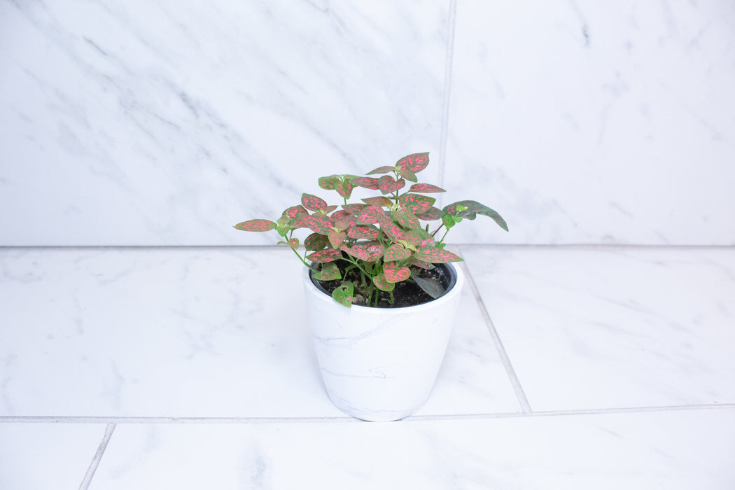 Hypoestes Polka Dot Plant Red Splash, 4" Plant