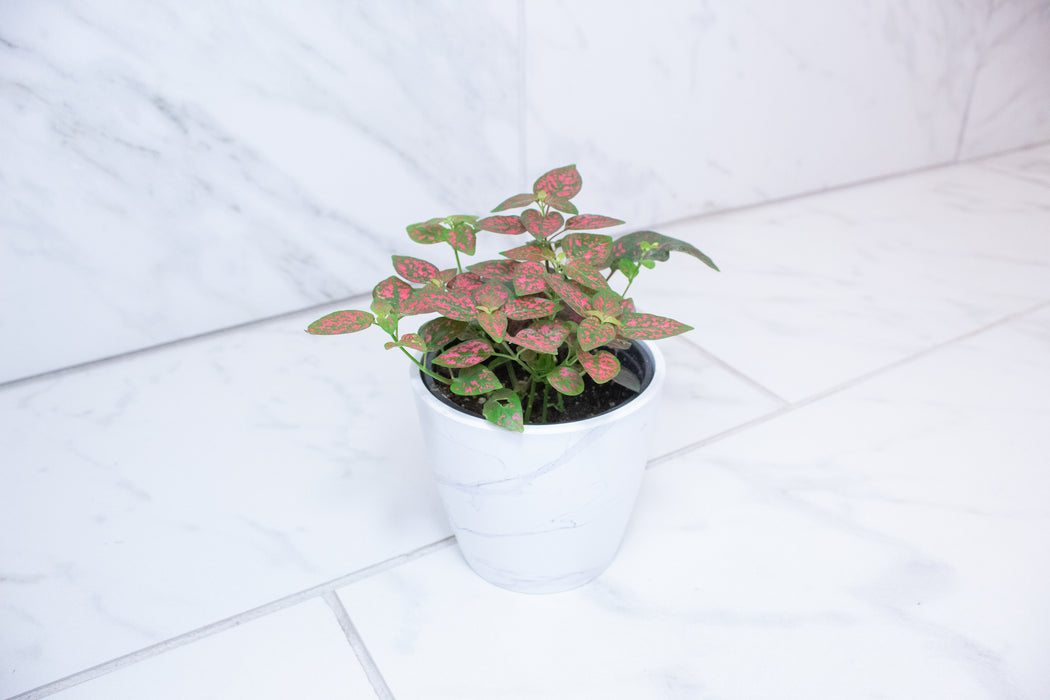 Hypoestes Polka Dot Plant Red Splash, 4" Plant