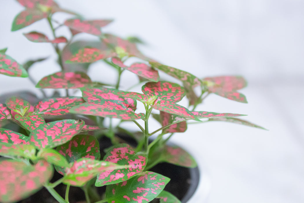 Hypoestes Polka Dot Plant Red Splash, 4" Plant