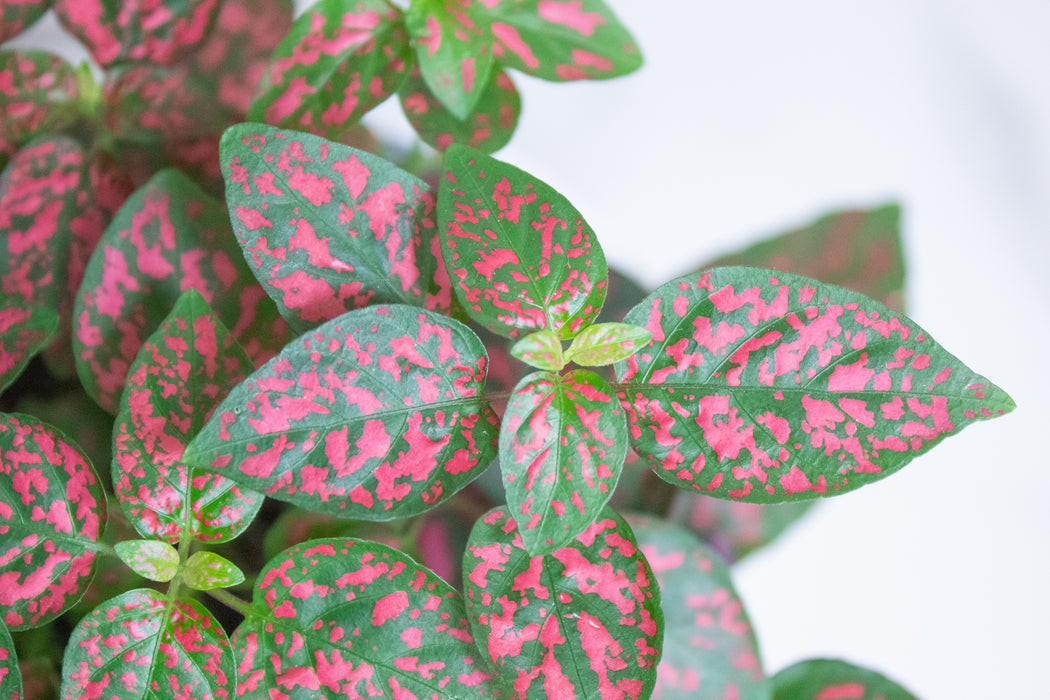 Hypoestes Polka Dot Plant Red Splash, 4" Plant