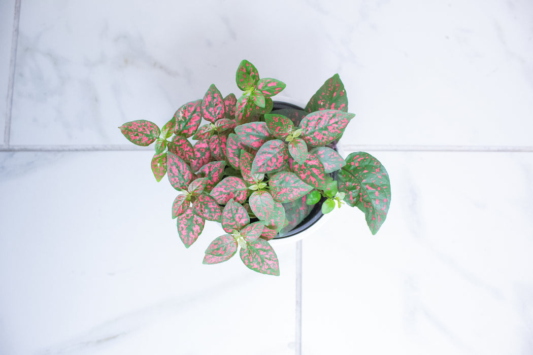 Hypoestes Polka Dot Plant Red Splash, 4" Plant