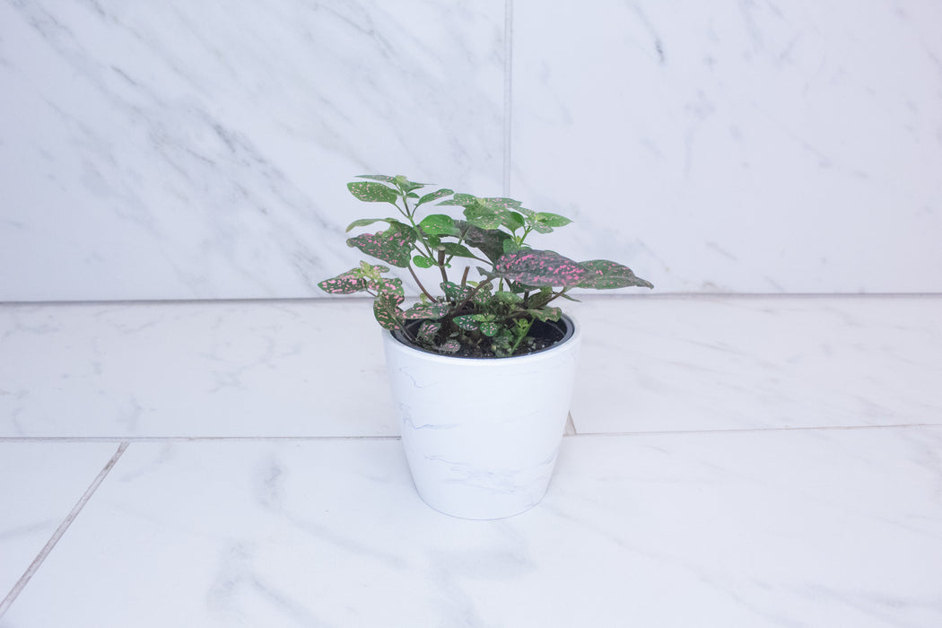 Hypoestes Polka Dot Plant Rose Splash, 4" Plant