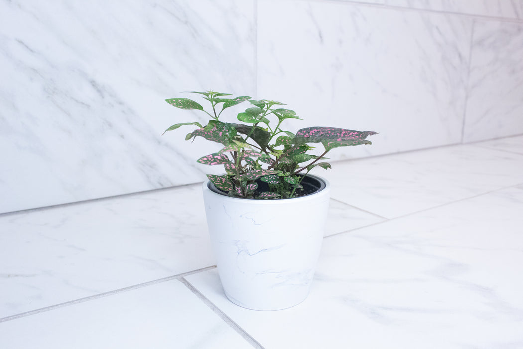 Hypoestes Polka Dot Plant Rose Splash, 4" Plant