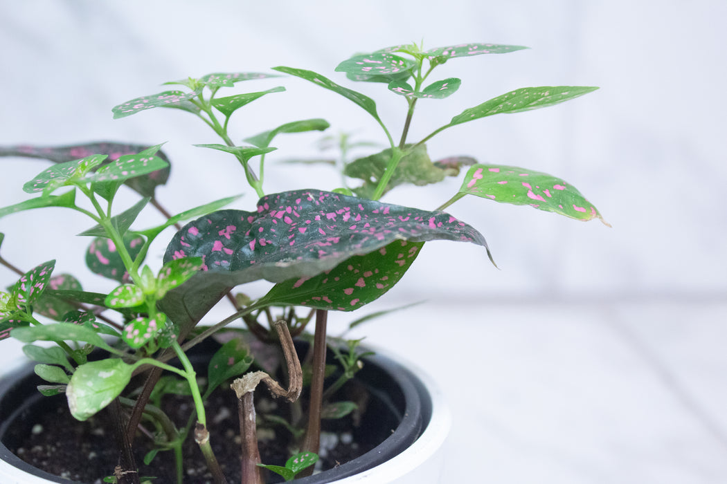 Hypoestes Polka Dot Plant Rose Splash, 4" Plant