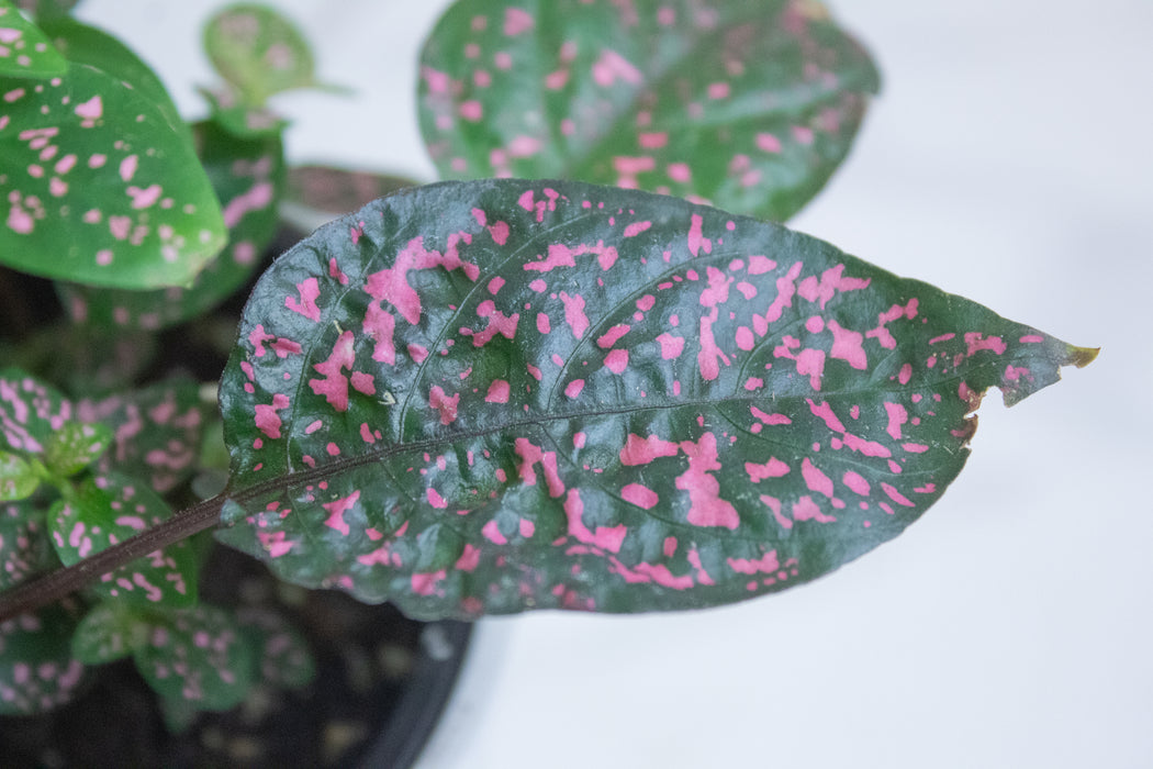 Hypoestes Polka Dot Plant Rose Splash, 4" Plant