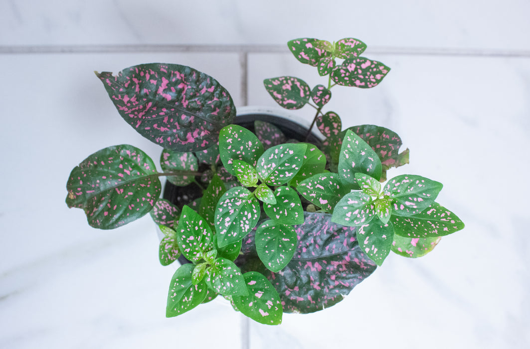 Hypoestes Polka Dot Plant Rose Splash, 4" Plant