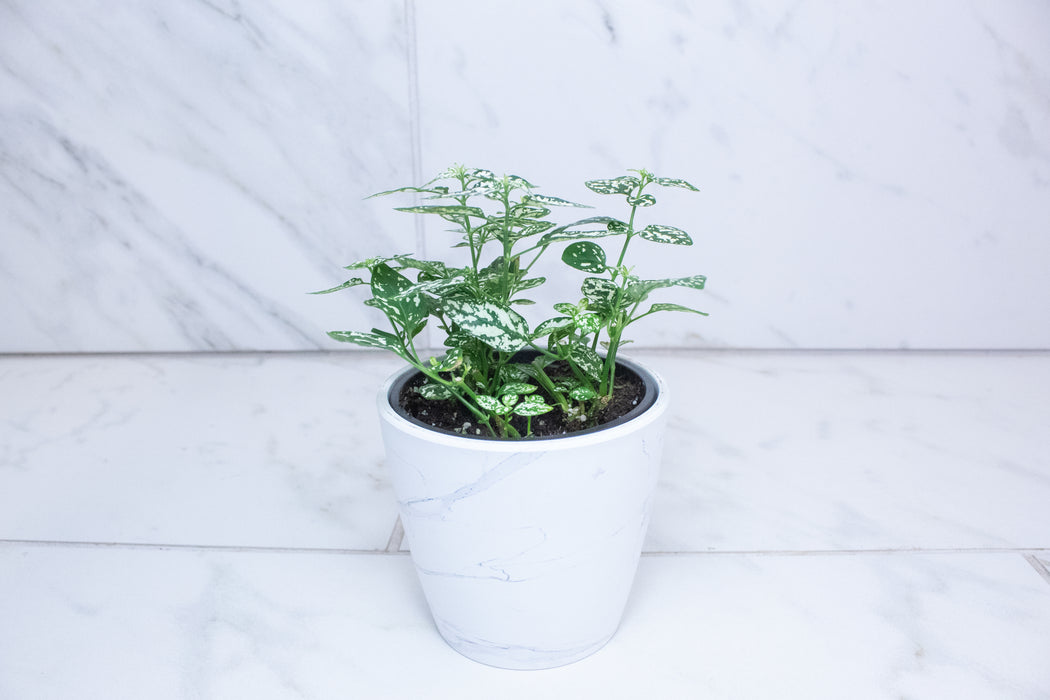 Hypoestes Polka Dot Plant White Splash, 4" Plant