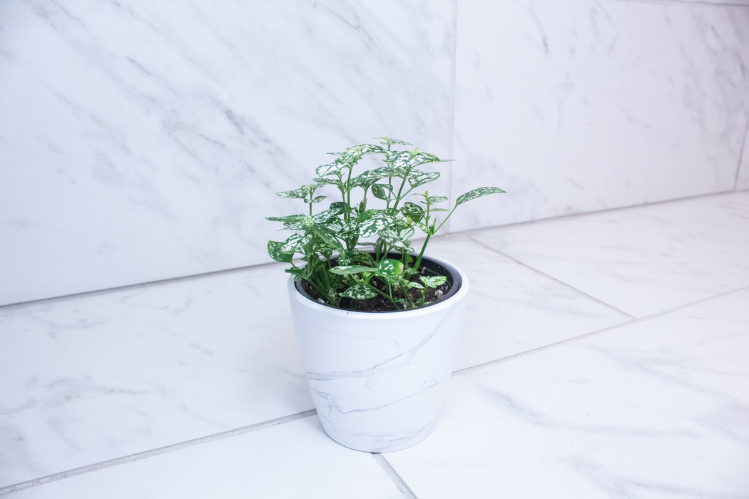 Hypoestes Polka Dot Plant White Splash, 4" Plant