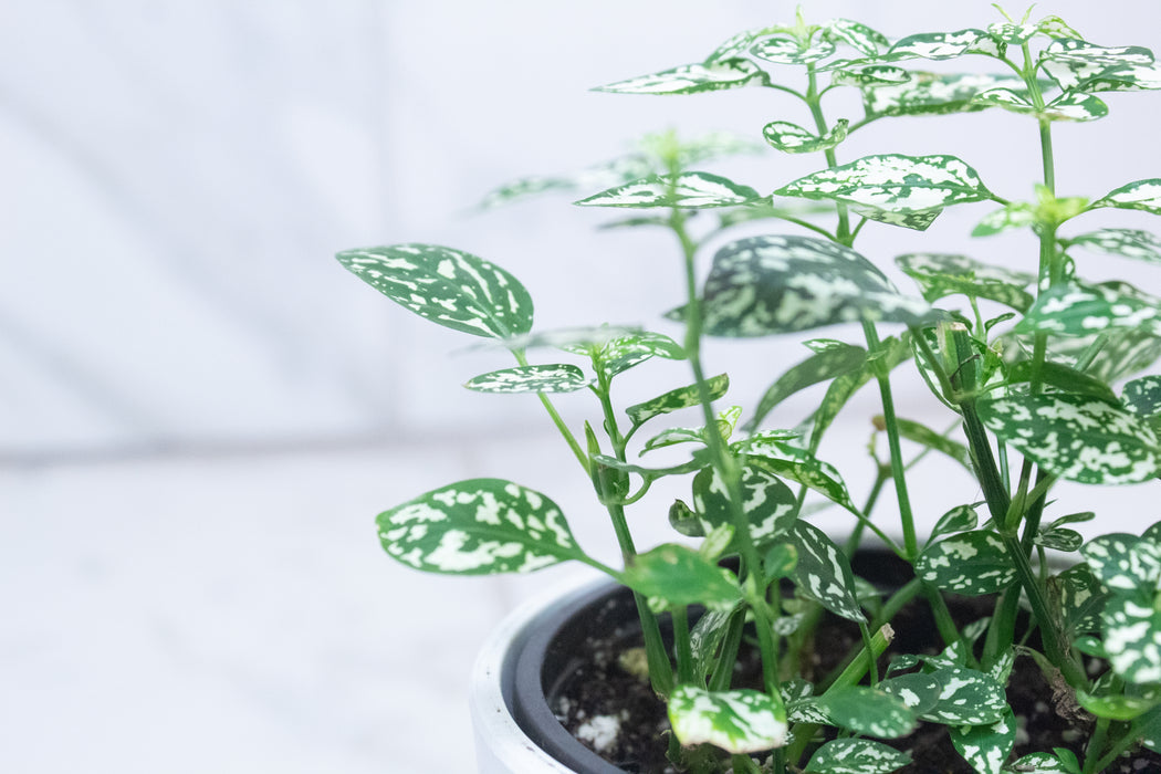 Hypoestes Polka Dot Plant White Splash, 4" Plant