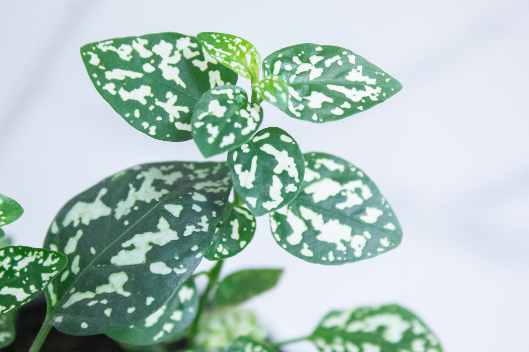 Hypoestes Polka Dot Plant White Splash, 4" Plant