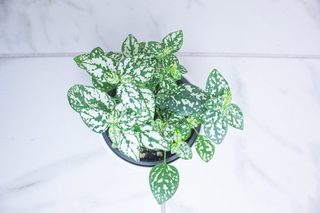 Hypoestes Polka Dot Plant White Splash, 4" Plant