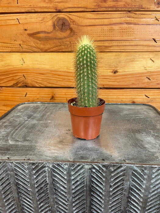 Echinopsis Huascha Cactus, 2" Plant