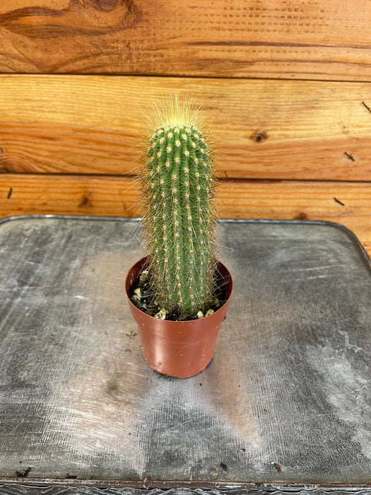 Echinopsis Huascha Cactus, 2" Plant