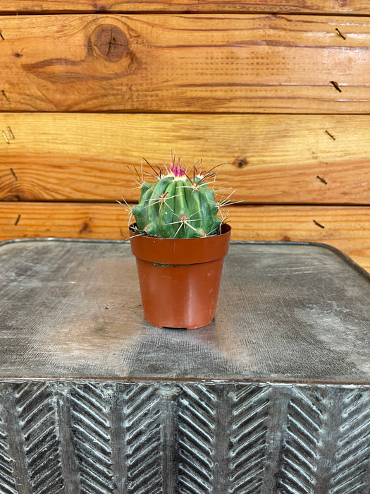 Ferocactus Stainesii Cactus, 2" Plant