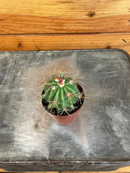 Ferocactus Stainesii Cactus, 2" Plant