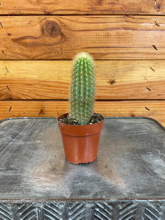 Cereus Icosagonus, 2" Cactus