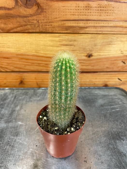 Cereus Icosagonus, 2" Cactus