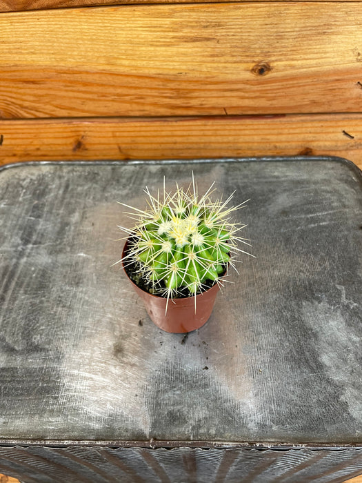 Ferocactus Schwarzii, 2" Plant