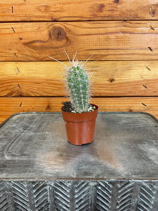 Cereus Arequipensis, 2" Cactus