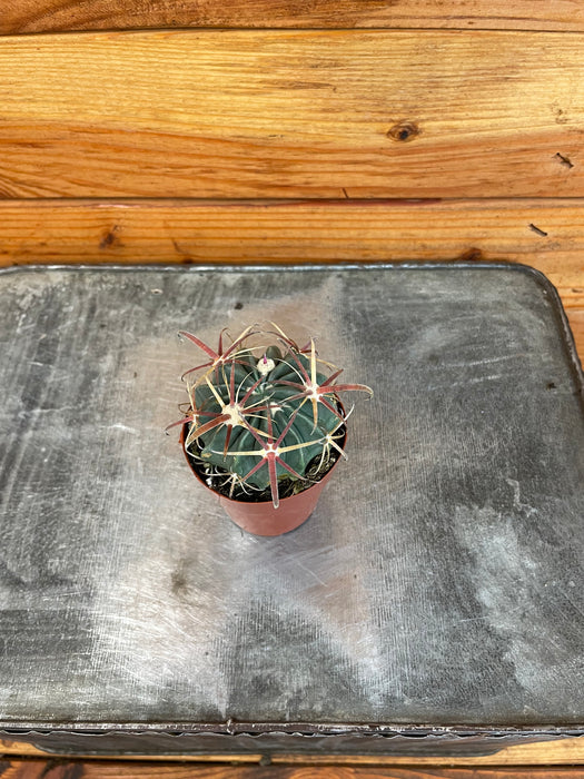 Ferocactus Herreare, 2" Plant