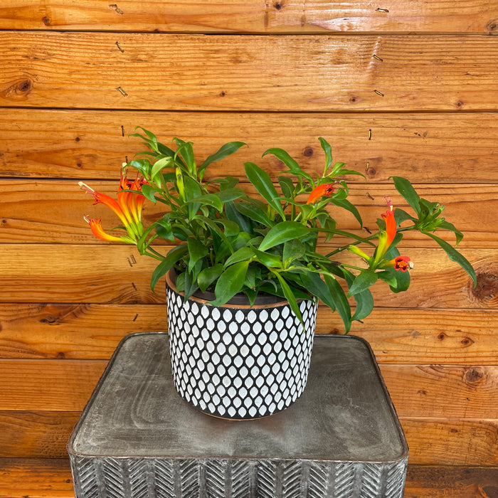 Aeschynanthus Lipstick Orange, 6" Plant