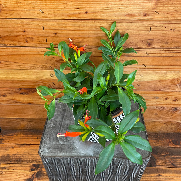 Aeschynanthus Lipstick Orange, 6" Plant