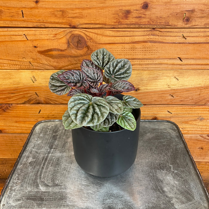 Peperomia Luna Red, 4" Plant