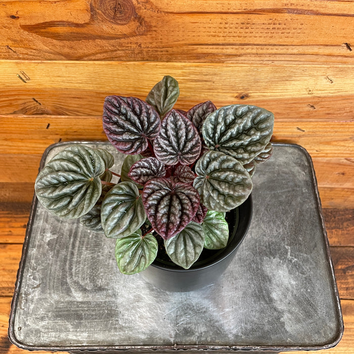 Peperomia Luna Red, 4" Plant