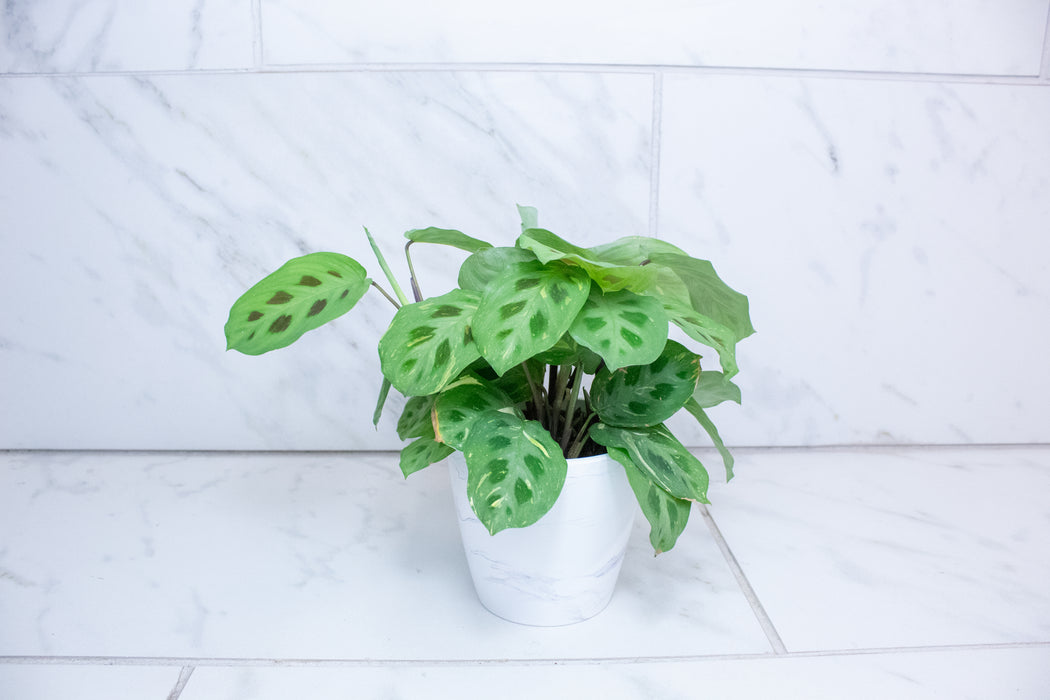Maranta Leuconeura Beauty Kim, 4" Plant