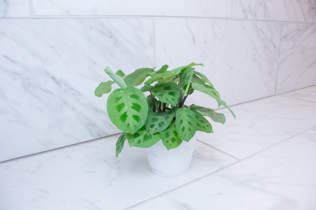 Maranta Leuconeura Beauty Kim, 4" Plant