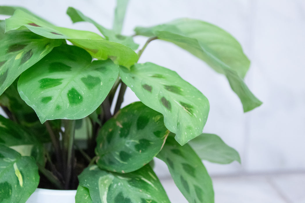 Maranta Leuconeura Beauty Kim, 4" Plant