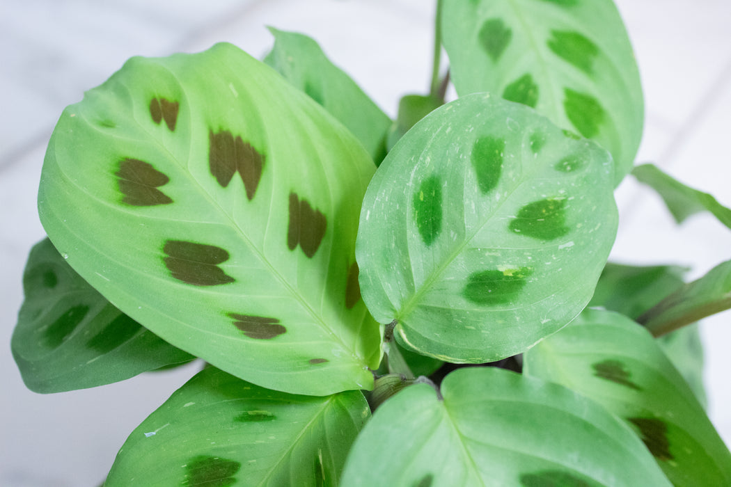 Maranta Leuconeura Beauty Kim, 4" Plant