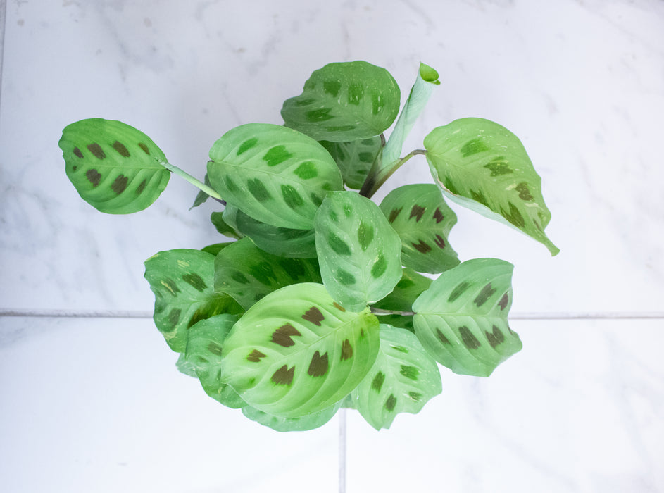 Maranta Leuconeura Beauty Kim, 4" Plant