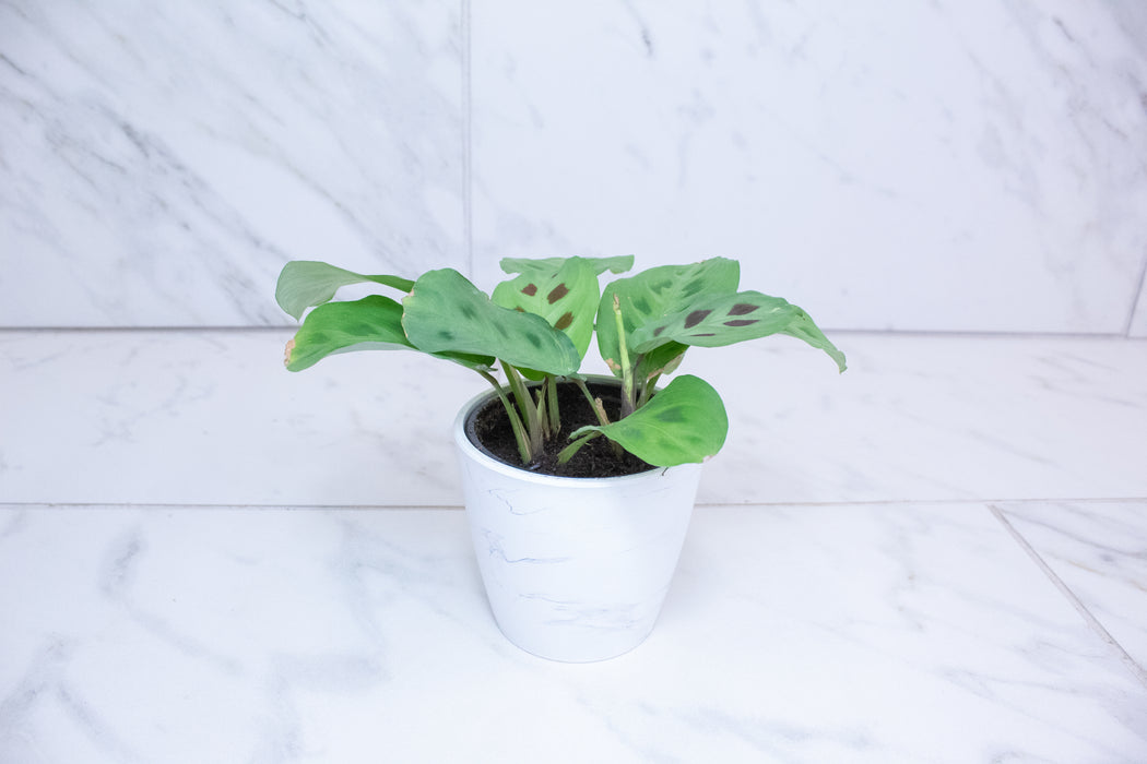 Maranta Leuconeura Green, 4" Plant