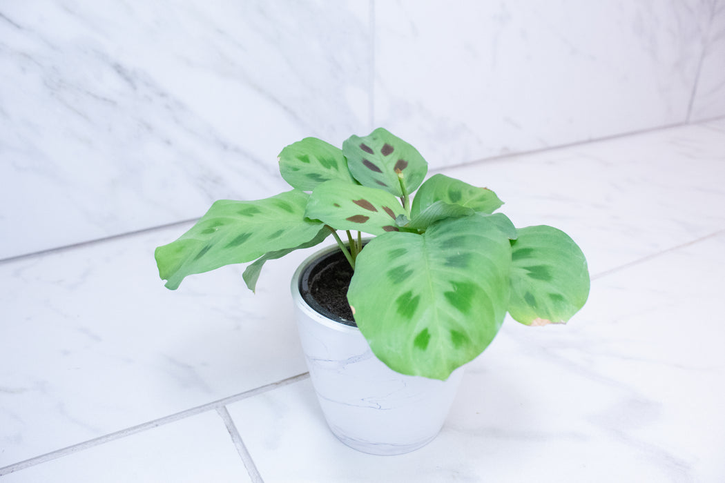 Maranta Leuconeura Green, 4" Plant
