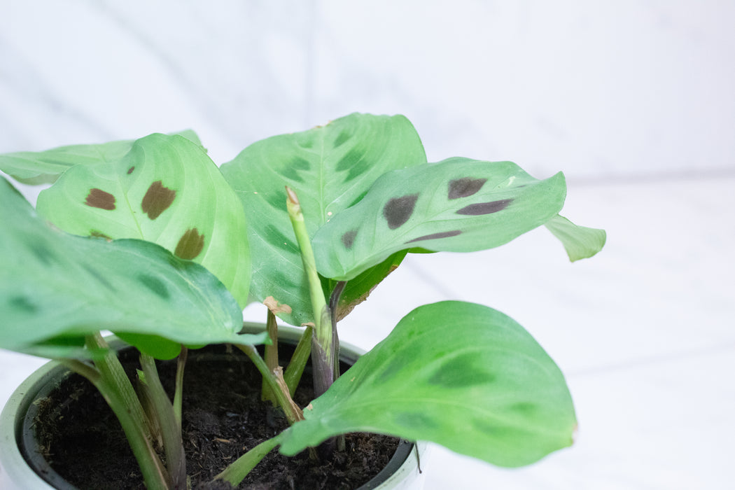 Maranta Leuconeura Green, 4" Plant