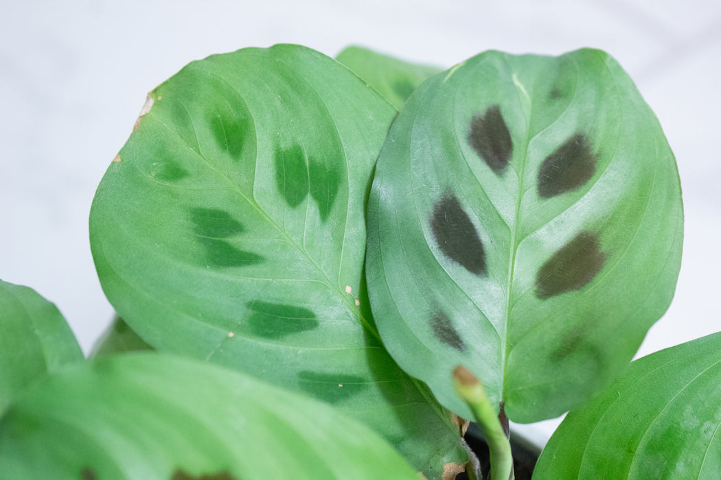 Maranta Leuconeura Green, 4" Plant