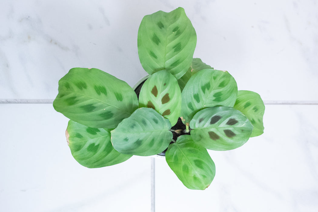 Maranta Leuconeura Green, 4" Plant