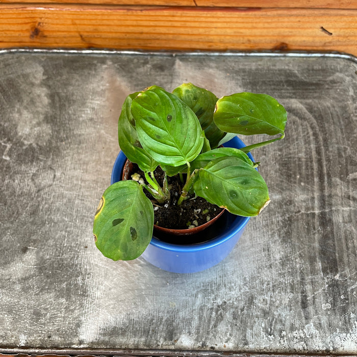 Maranta Leuconeura Mini Prayer, 2" Plant