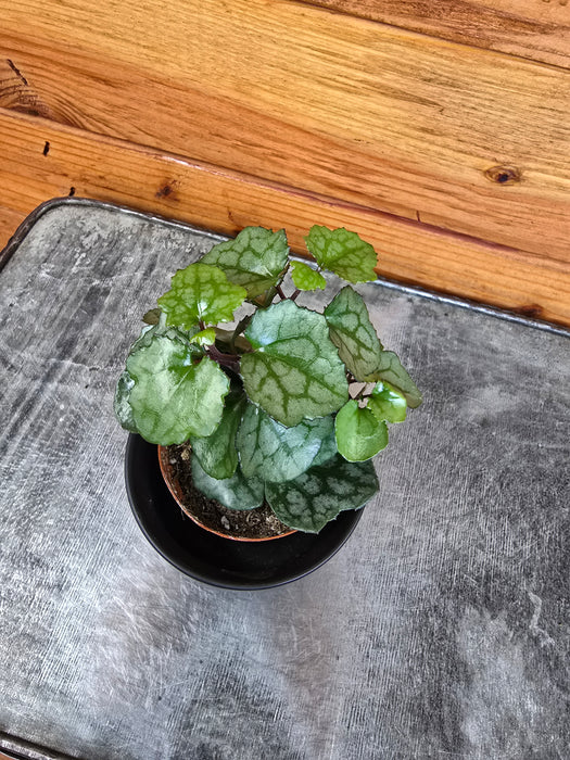 Mikanoides, 2" plant